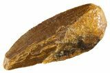 Bargain Raptor Tooth - Real Dinosaur Tooth #332655-1